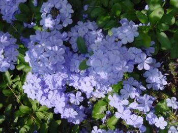 Plumbago, arbusto dai fiori azzurri