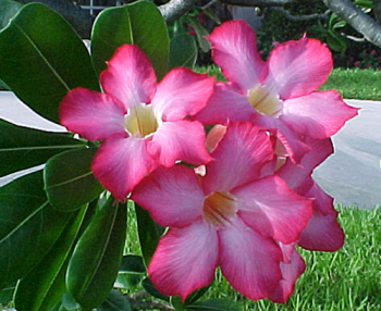 adenium Adenium: fiori (quasi) tutto l’anno