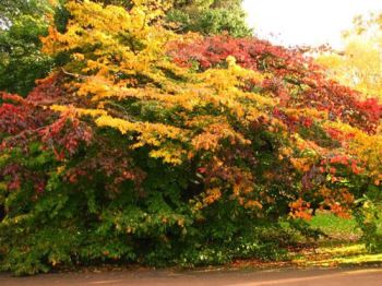 parrotia La parrotia, sgargianti colori autunnali