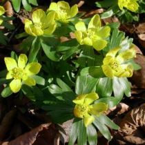 eranthis Eranthis, il fiore dell'inverno