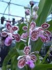 orchideavanda Vanda, il fiore dalla lunga vita