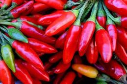 peperoncino Peperoncino ornamentale