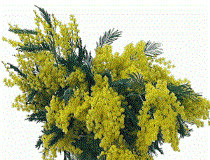 mimosa-300x229 Cura e mantenimento della mimosa