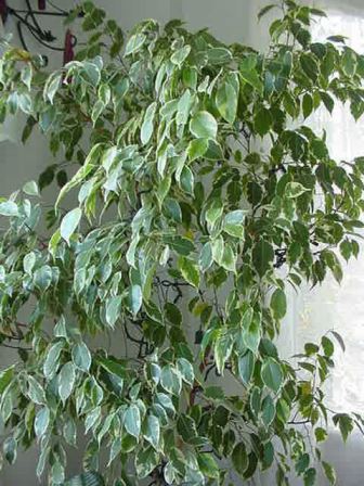 ficus Primavera: consigli per ficus e bambù