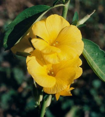 reinwerditia Reinwardtia, pianta vaso con fiori gialli 