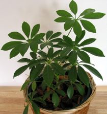 Schefflera, un arbusto da appartamento