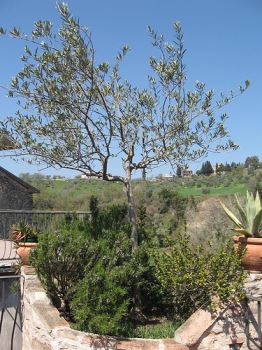 Ulivo: come prendersi cura dell’albero di ulivo in balcone