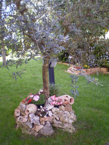 L'ulivo del mio giardino