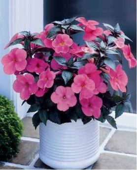 achimenes-rosa Achimenes, colorata pianta da vaso facile da coltivare