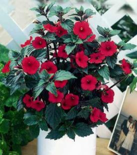 achimenes-rosso Achimenes, colorata pianta da vaso facile da coltivare