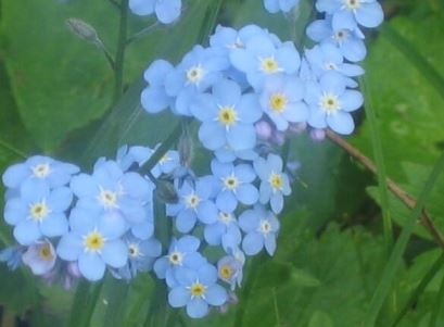 Nontiscordardime Consigli Per Il Fiore Non Ti Scordar Di