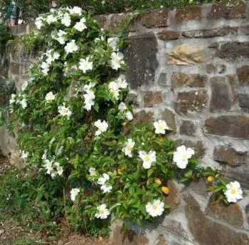 rosa-rampicante Rampicante per muri e terrazze: la Rosa cinese
