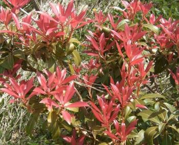 pieris-foglie-rosse Pieris, arbusto sempreverde