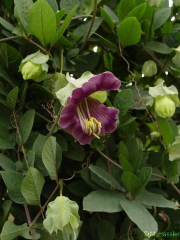 cobaea Rampicanti: la cobaea, lunga e ricca fioritura