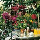 piante-in-terrazza Consigli per il mese di giugno per le per piante in terrazza
