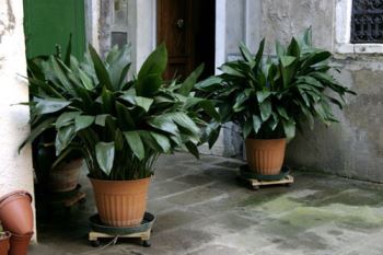 aspidistra Aspidistra, pianta ornamentale molto resistente