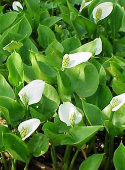 calla-palustre Consigli per le piante acquatiche