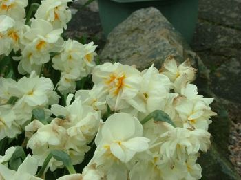narcisus-bridal Narcissus bridal, elegante fiore per angoli di giardino