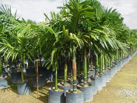 palme-areca Palma Areca, la miglior pianta da interni