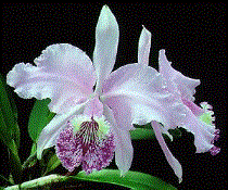 cattleya Cattleya, pianta da interni facile da coltivare