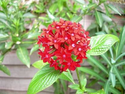 pentas-lanceolata Pentas lanceolata, ideale per comporre macchie colorate