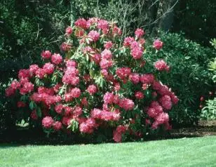 rododendro Consigli di agosto sul rododendro