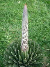 agave victoria reginae