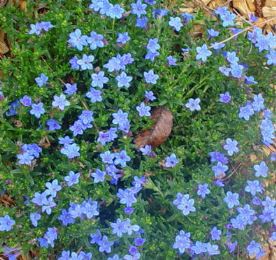 Migiasole maggiore dai fiori blu intenso