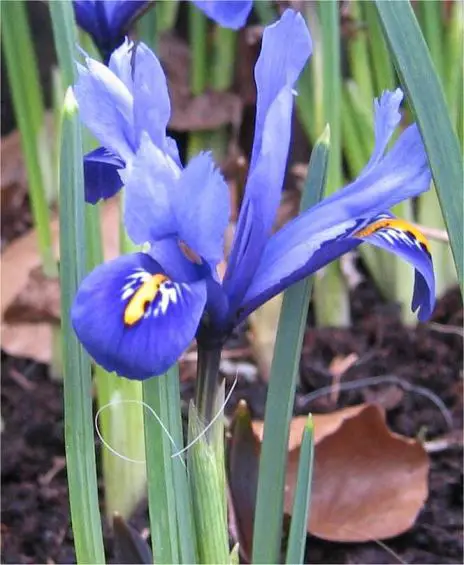 Iris_reticulata Ottobre: è il momento per mettere a dimora i bulbi degli iris