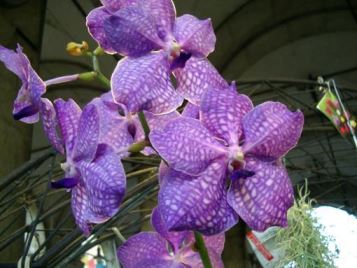 Coltivare l’orchidea: consigli sulle orchidee