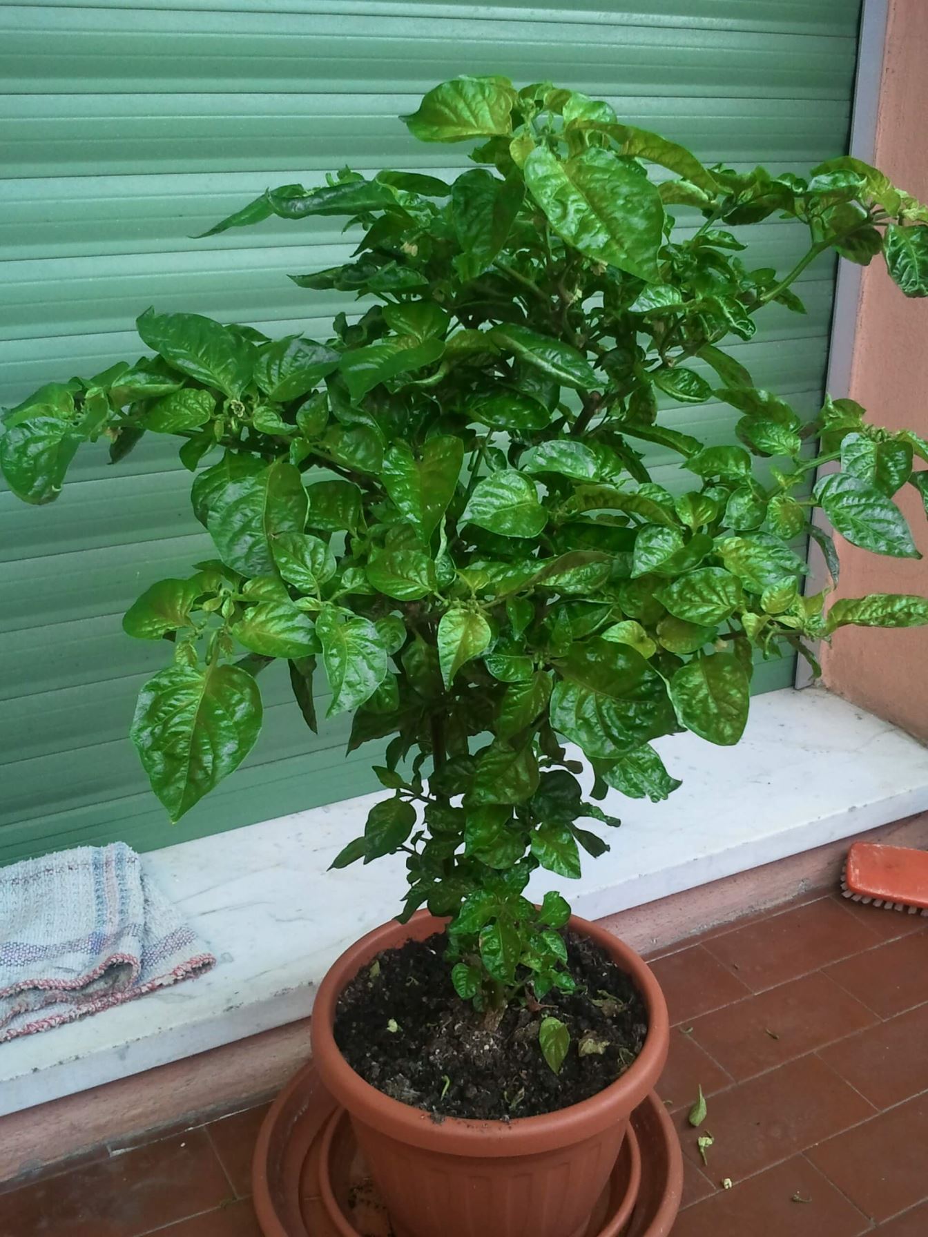 Cosa fare in caso di foglie gialle, scolorite, punte secche, bordi ... Calathea foglie secche