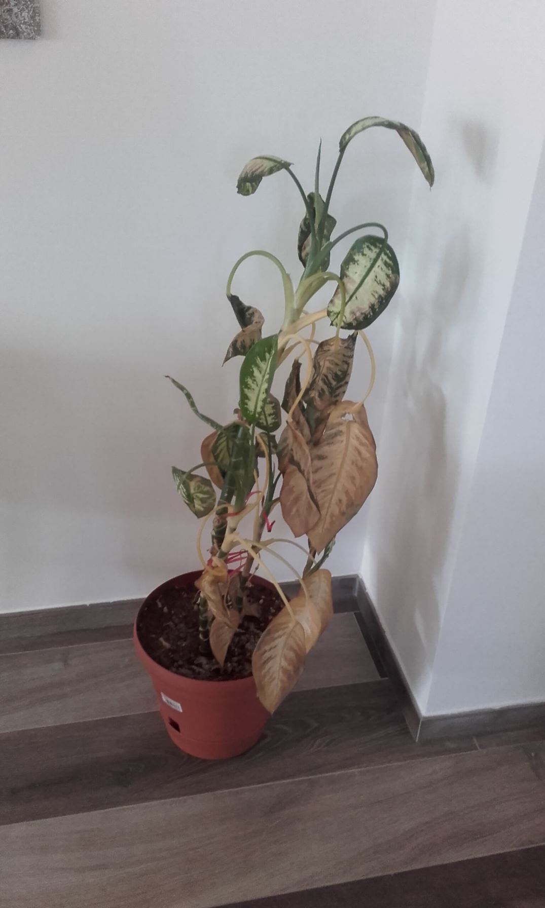 Cosa fare in caso di foglie gialle, scolorite, punte secche, bordi ... Calathea foglie secche