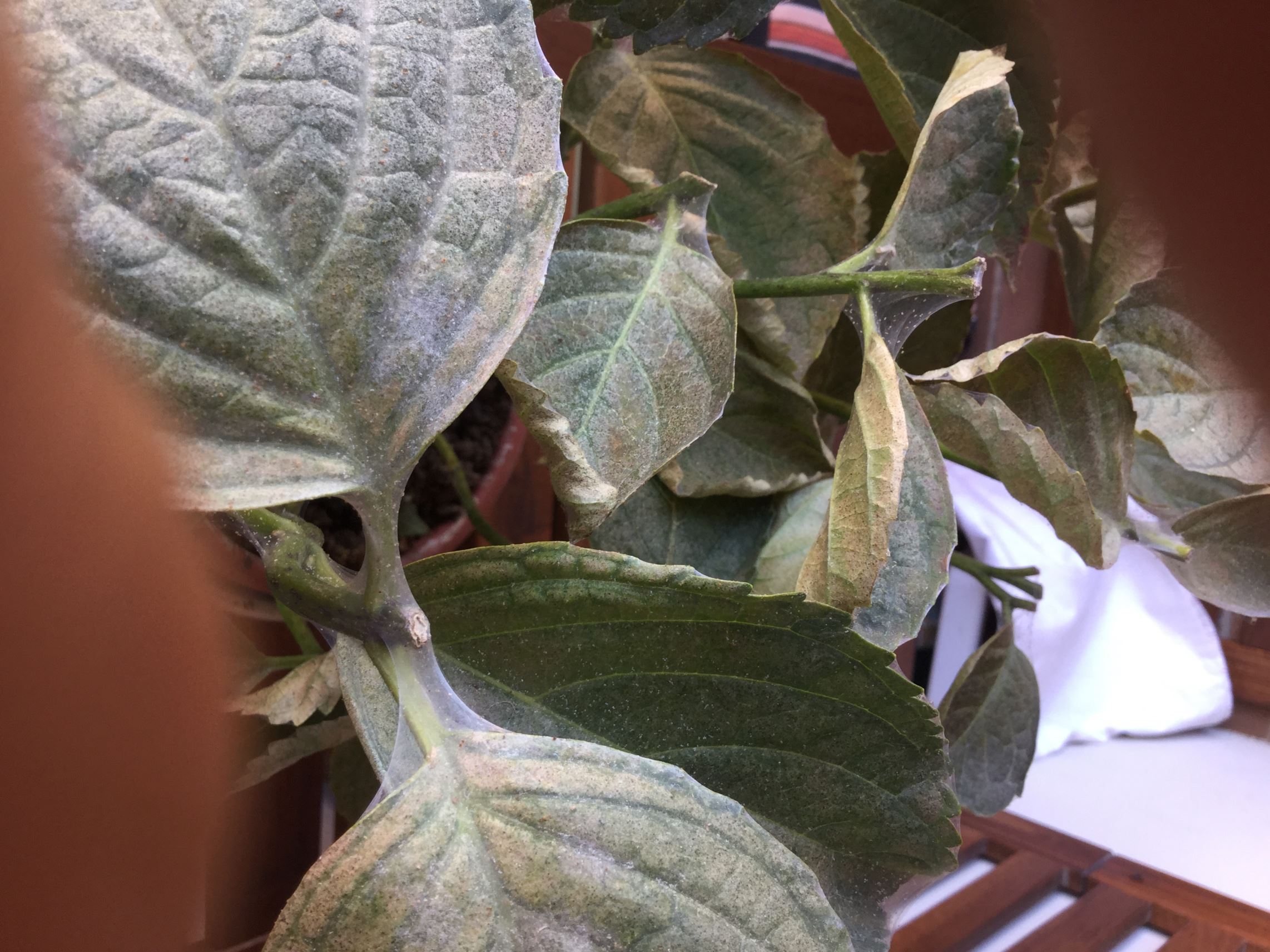 Cosa fare in caso di foglie gialle, scolorite, punte secche, bordi ... Calathea foglie secche
