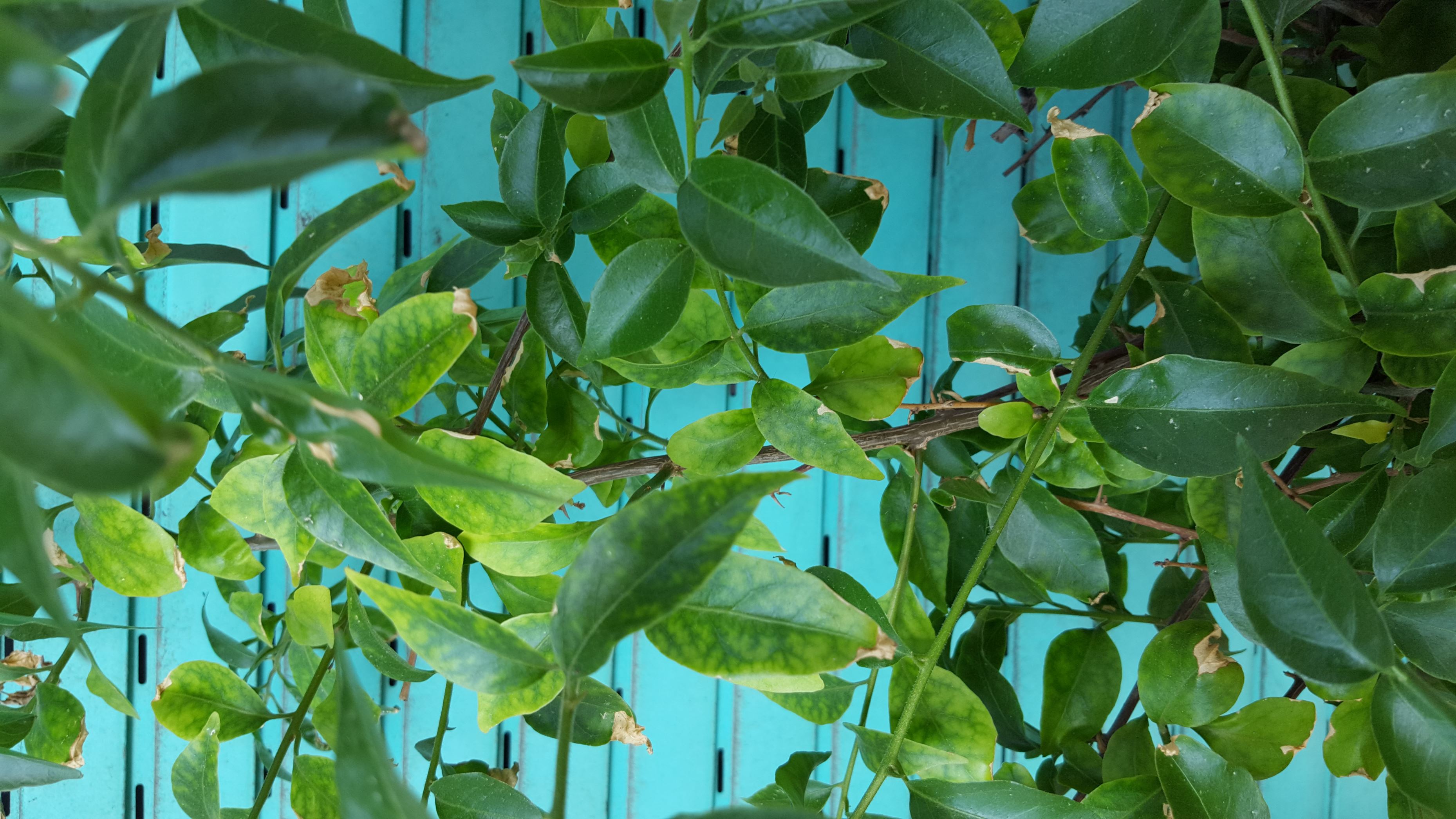 Cosa fare in caso di foglie gialle, scolorite, punte secche, bordi ... Calathea foglie secche