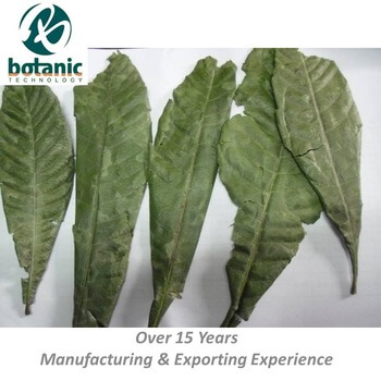 Cosa fare in caso di foglie gialle, scolorite, punte secche, bordi ... Calathea foglie secche