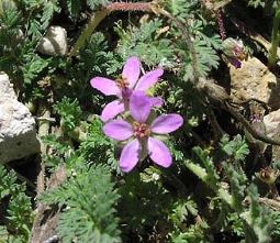 erodium Erodium