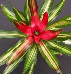 neoregelia Neoregelia, tanti nastri colorati