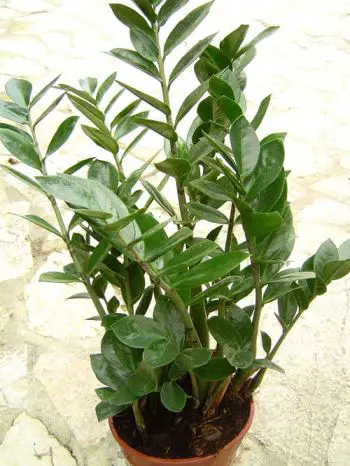 zamioculcas_zamiifolia Zamioculcas, robusta sempreverde