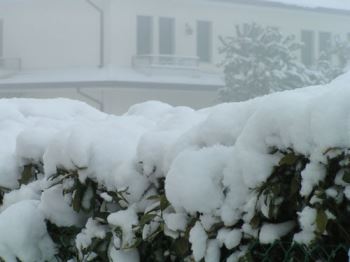 nevicata Le nevicate e il nostro giardino: che fare?
