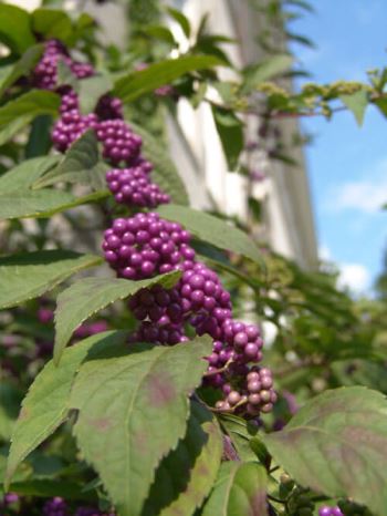 callicarpa Callicarpa, la pianta dai bei frutti