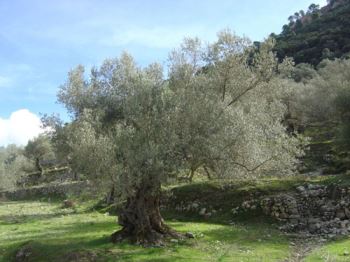 Ulivo, la pianta mediterranea per eccellenza – Consigli per l’ulivo