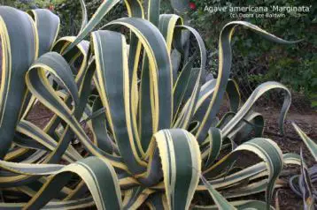 agave_americana_marginata Agave, una pianta del deserto
