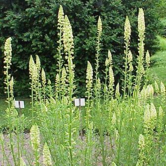 reseda odorata