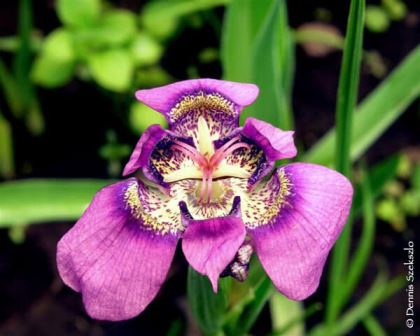 tigridia Tigridia, fiore dal cuore tigrato