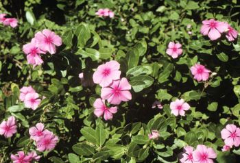 catharanthus Pervinca, stelle colorate