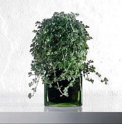 pilea_depressa Pilea depressa, ideale per cesti pensili. Consigli per coltivare la pilea