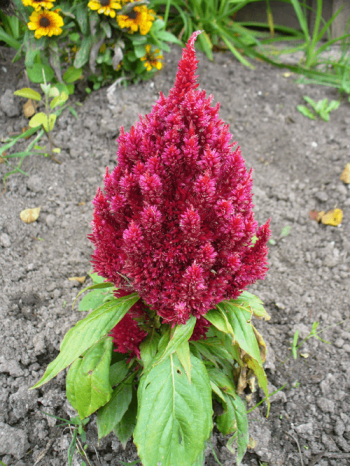 celosia Fiore celosia, dai colori strepitosi