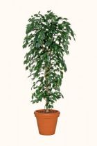 ficus-benjamin-200x300 Ficus beniamino / benjamin