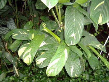 ctenanthe-lubbersiana Ctenanthe Lubbersiana, sempreverde con foglie allungate dai colori screziati