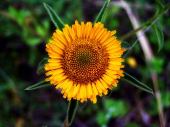 fiore_asterisco Asterisco, fiori per la maggior parte dell'anno. Consigli sugli asterischi